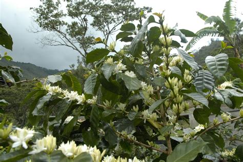 Free stock photo of coffee, coffee tree, flowers