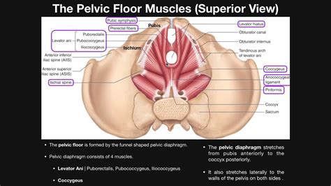 Pelvic Floor Muscles Anatomy | Review Home Co