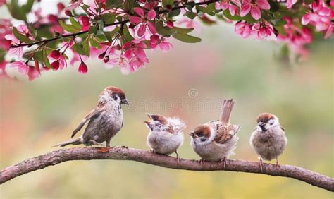 95,261 Garden Birds Stock Photos - Free & Royalty-Free Stock Photos ...