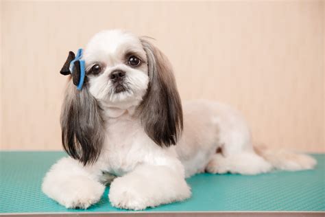 Puppy Grooming – V.I.Pooch Club