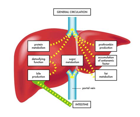 Main functions of liver stock vector. Illustration of anemic - 96258242