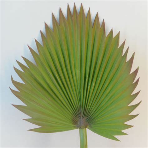 Large Artificial Fan Palm Leaf | Artificial Leaves