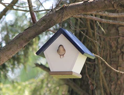 Nesting Habits of Wrens - Timing, Selection and Breeding Behavior