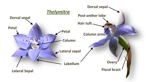 preocupación Fuerza motriz Trasplante orchid anatomy diagram Autenticación Carteles estoy enfermo