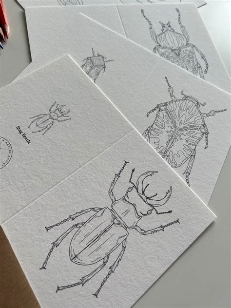 Beetle Colouring in Card Set – TansyMoore
