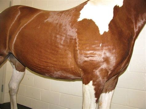 30 Most Common Horse Skin Diseases Reviewed For Horse Owner Types Of Vaccines, Fly Repellant ...