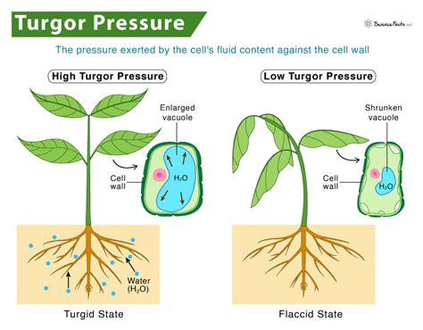 Turgor Pressure: Definition, Development, and Examples