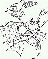 Hummingbird Feed Juniors Coloring Page  Kids Play Color sketch template