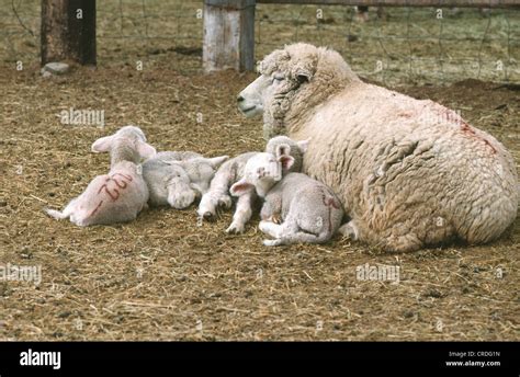 YOUNG LAMB WITH EWE Stock Photo - Alamy