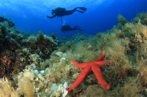 Seven Facts on Sea Stars