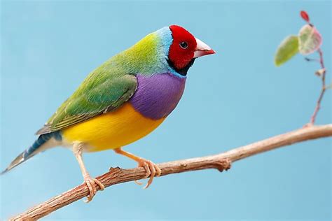 The Most Colorful Birds From Around The World - WorldAtlas.com