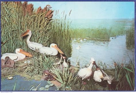 The Diorama "The life in Danube Delta" - Natural History Museum ...