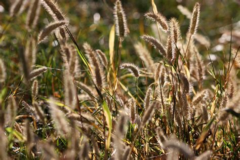 Wild Grass Seed Heads Picture | Free Photograph | Photos Public Domain