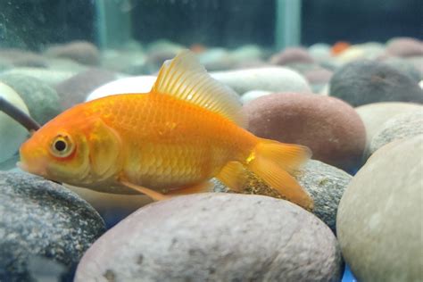 How To Treat Goldfish Fin Rot? (+Symptoms+Causes+Prevention)