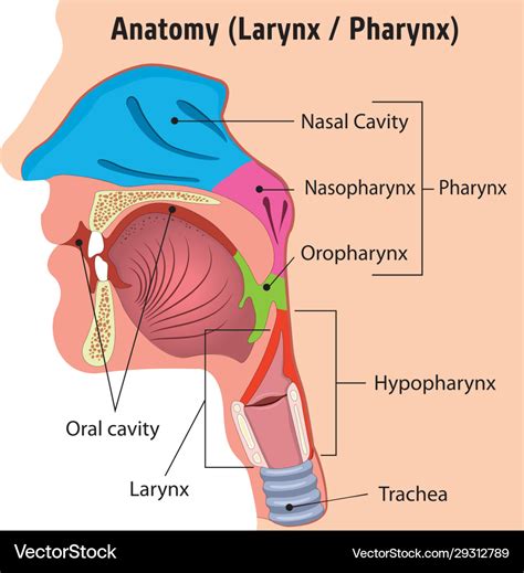 Human larynx and pharynx anatomy head close Vector Image