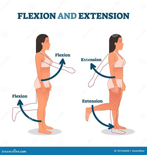 Flexion Cartoons, Illustrations & Vector Stock Images - 1018 Pictures to download from ...