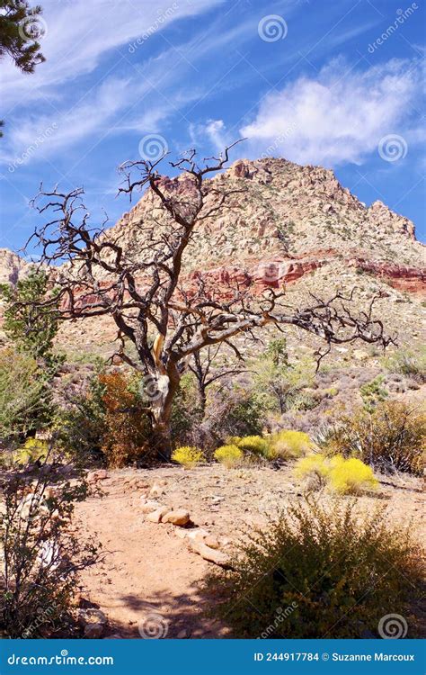 Spring Mountain National Recreation Area, Nevada, USA Stock Photo ...