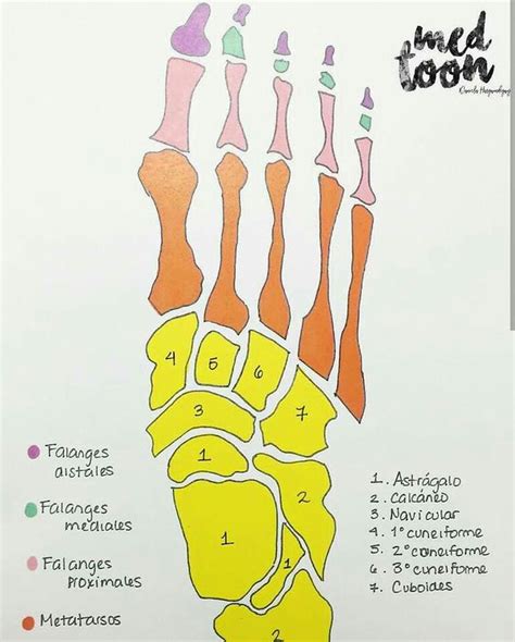 Huesos del pie | Anatomía médica, Anatomia humana huesos, Anatomia y ...