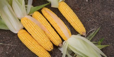 Syngenta corn seed settlement claims due Oct. 12 – Ohio Ag Net | Ohio's Country Journal