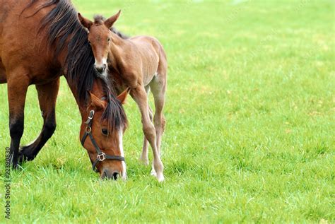 mare and her foal Stock Photo | Adobe Stock