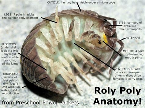 Backyard Bugs: Roly Poly or Potato Bug or Pill Bug or Wood Lice ...