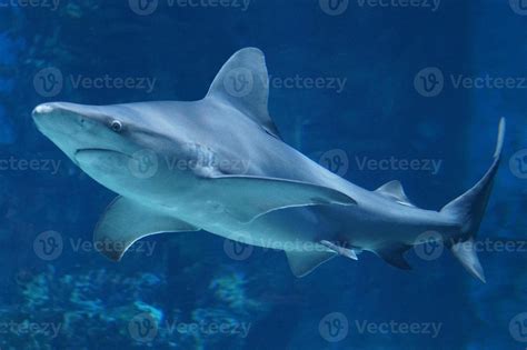 Shark Swimming Underwater 23128863 Stock Photo at Vecteezy