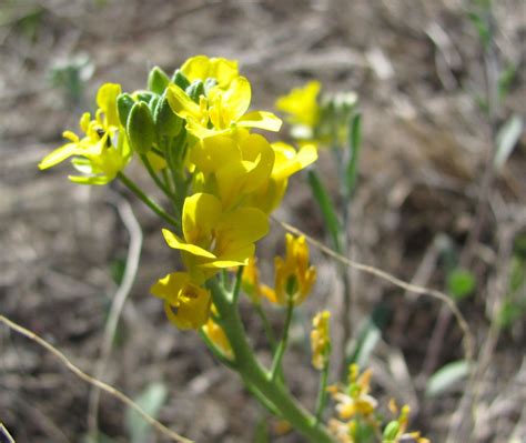 Season's first wildflowers blooming west of Tucson | Local news | tucson.com