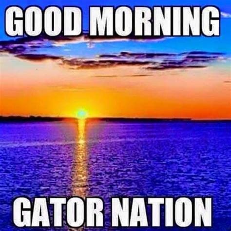 Pin by Taffysue Love on Gators | Gator nation, Florida gator memes ...