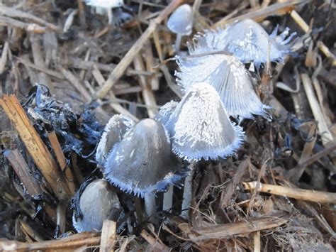 Coprinopsis cinerea: The Ultimate Mushroom Guide