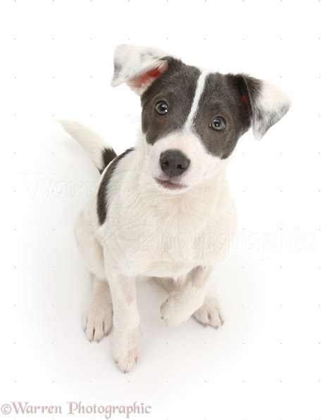 Dog: Blue-and-white Jack Russell Terrier pup photo WP18392