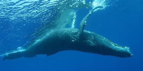 Contact | Hawaiian Islands Humpback Whale National Marine Sanctuary