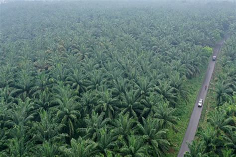 Ini Dia ‘Juragan-Juragan Besar’ Kelapa Sawit yang Memiliki Kebun Kelapa ...