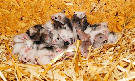 Common Mouse Infestation Solutions - Mice Mob Exterminators