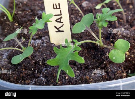 Russian Kale Seedlings
