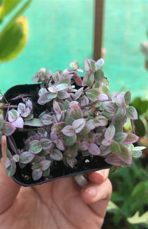 Tradescantia Pink Panther Live Plant in 2 Inch Pot Starter Plants Rooted Plants - Etsy