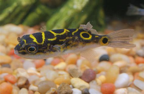 Figure 8 Puffer (tetraodon biocellatus) Photos | RateMyFishTank.com