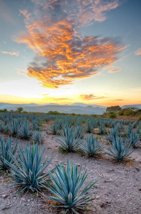 10+ Agave field ideas in 2020 | agave field, agave, jalisco