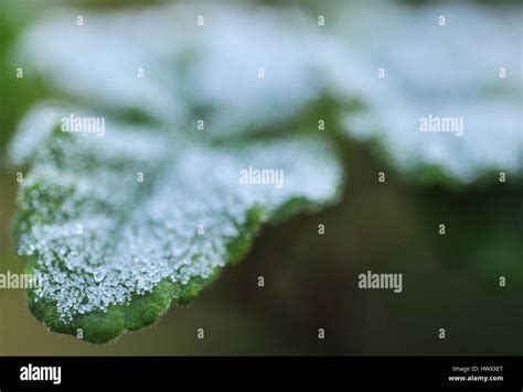 frost on leaves Stock Photo - Alamy