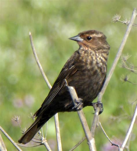 Red-Winged Blackbird Female