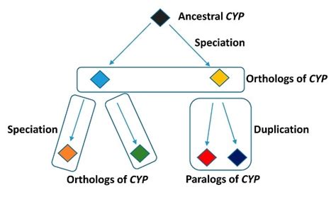 Homology