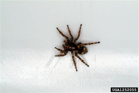 jumping spider (Genus Sitticus)