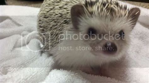 Concern about hedgehog poop - Hedgehog Central – Hedgehog pet care ...