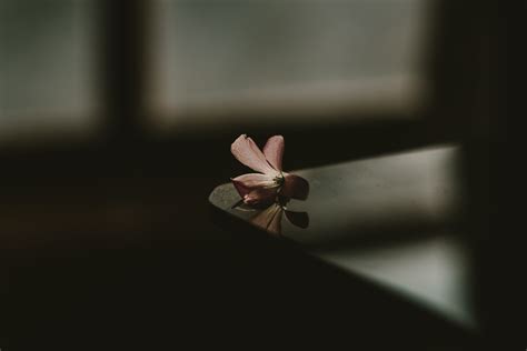 Dark Flower Photos, Download The BEST Free Dark Flower Stock Photos ...