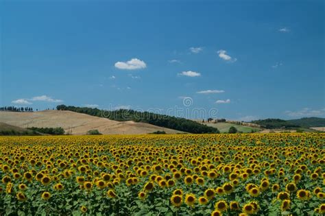 Sunflower fields stock photo. Image of tuscany, landscape - 58153482