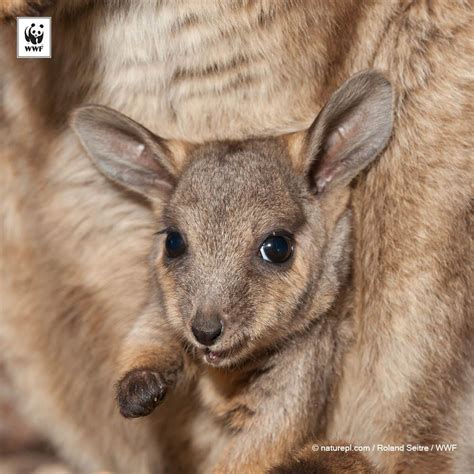 WWF #PicoftheWeek: A beautiful black-footed rock-wallaby in pouch, Alice Springs, Northern ...