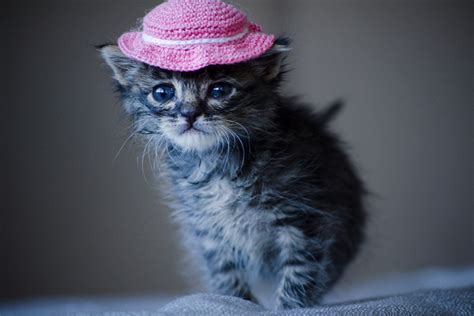 15 Cats in Hats That Are the Definition of Dapper