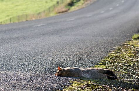 30+ Opossum Roadkill Stock Photos, Pictures & Royalty-Free Images - iStock