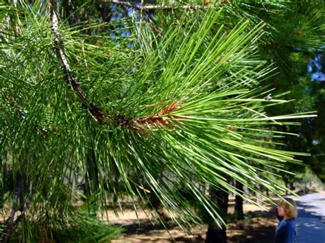 Ponderosa Pine, Pinus ponderosa | Native Plants PNW