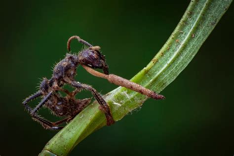 File:Paraponera clavata, Ophiocordyceps, Piotr Naskrecki.jpg - AntWiki