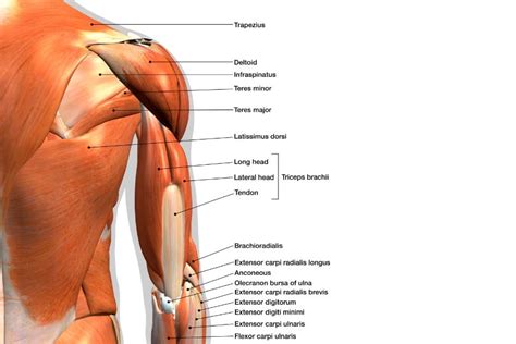 Posterior Upper Limb Muscles